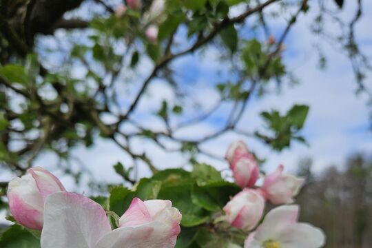 Blüten Frühling 0732.jpg
